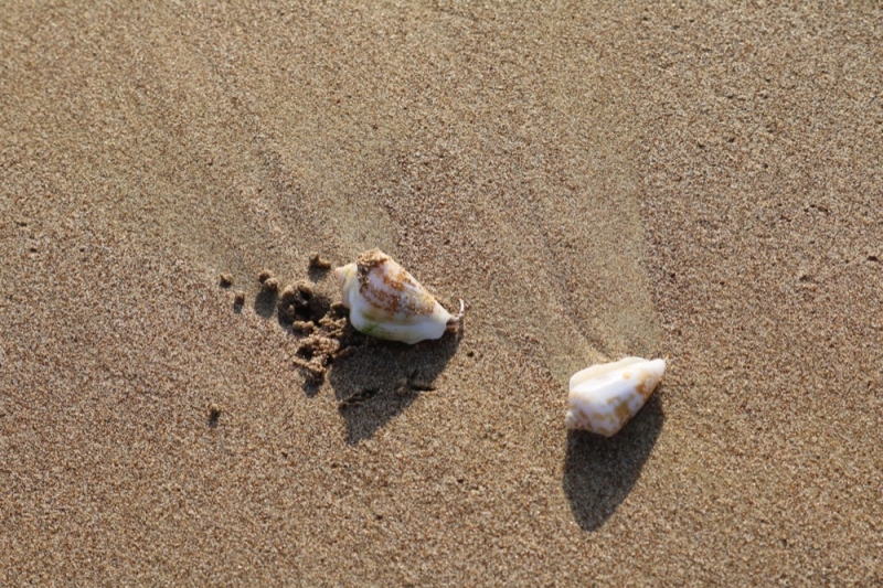 2015_Sandy_Beach_Fujairah_Crab2