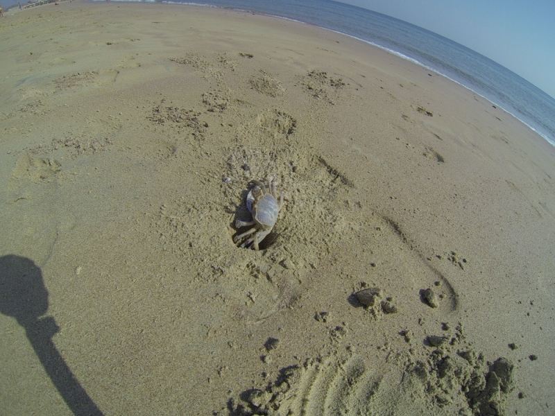 2015_Sandy_Beach_Fujairah_Crab3